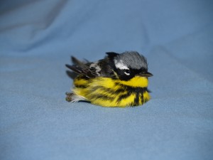 Picture of a Magnolia Warbler