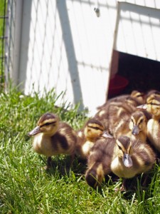 Picture of mallard ducklings leaving a box