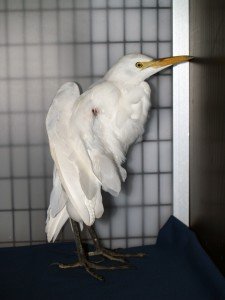 Cattle Egret Picture of cattle egret in a cage with wing at odd angle.