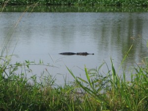 Aligator