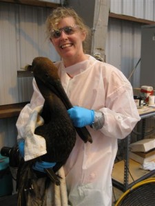 Brown pelican coated in oil