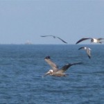 Peilcan and laughing gulls in flight. Photo Credits: Lynn Miller