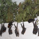 Black and grey-headed flying foxes.