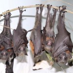 Grey-headed flying foxes