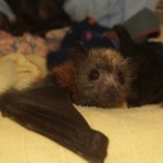 Young grey-headed flying fox