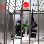 Black flying foxes hanging out in hospital.