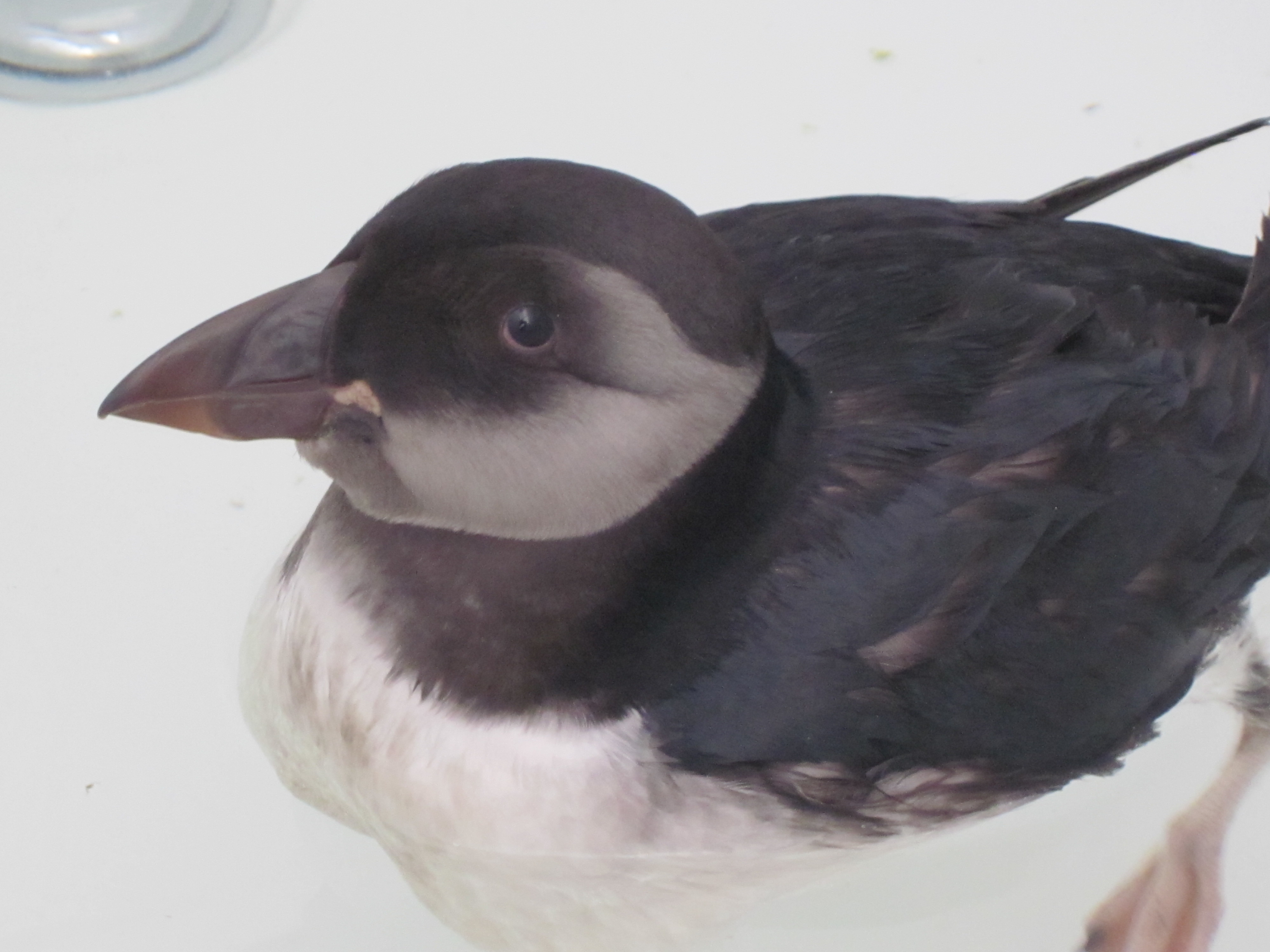 A Slideshow Of The Strange And Interesting Puffins Hanging Out On The