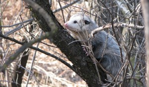 Opossum L reed
