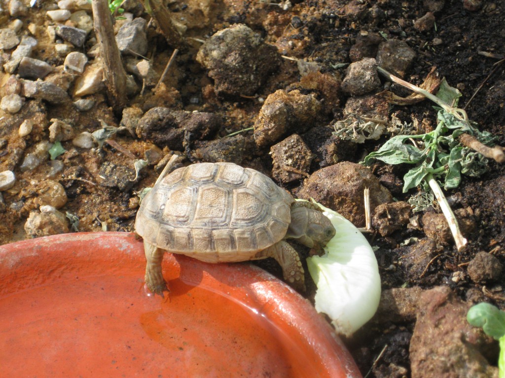 baby tortoise Young tortoise eating greens.