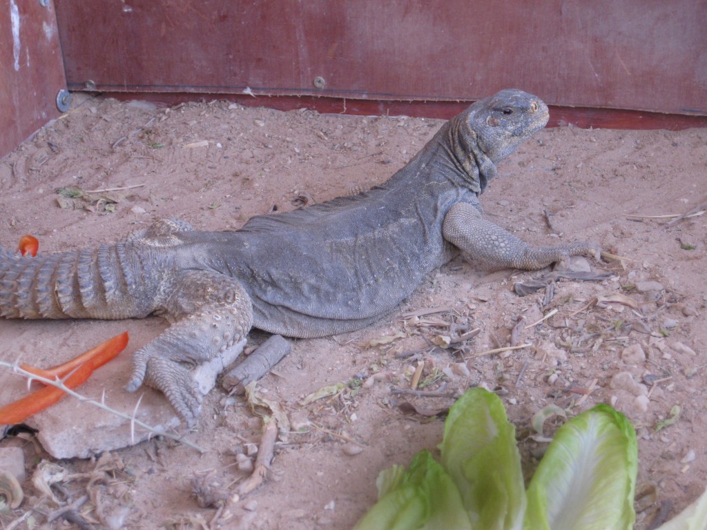 dag lizard Dag lizard