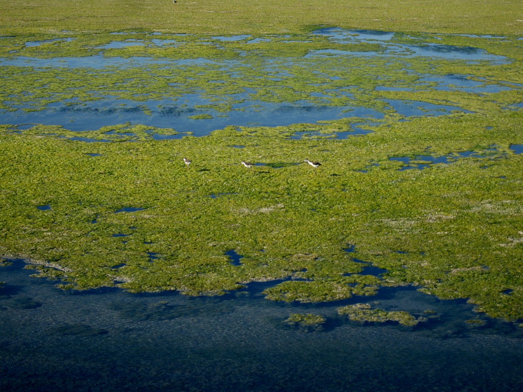 AVOCET4 copy Avocets on grass mats in midst of marshy blue waters