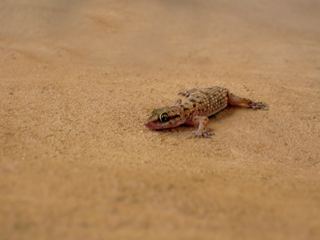 GECKO4 copy Gecko in the sand