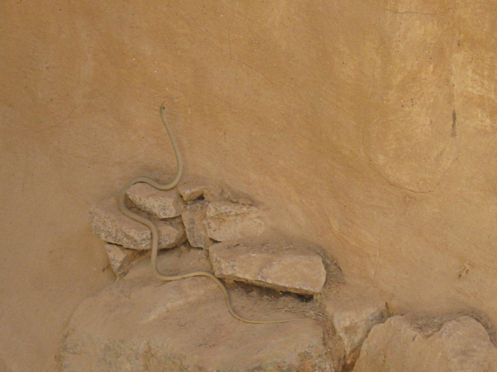 RACER4 copy Egyptian Sand-Racer: Psammophis aegyptius winding through sand and rock