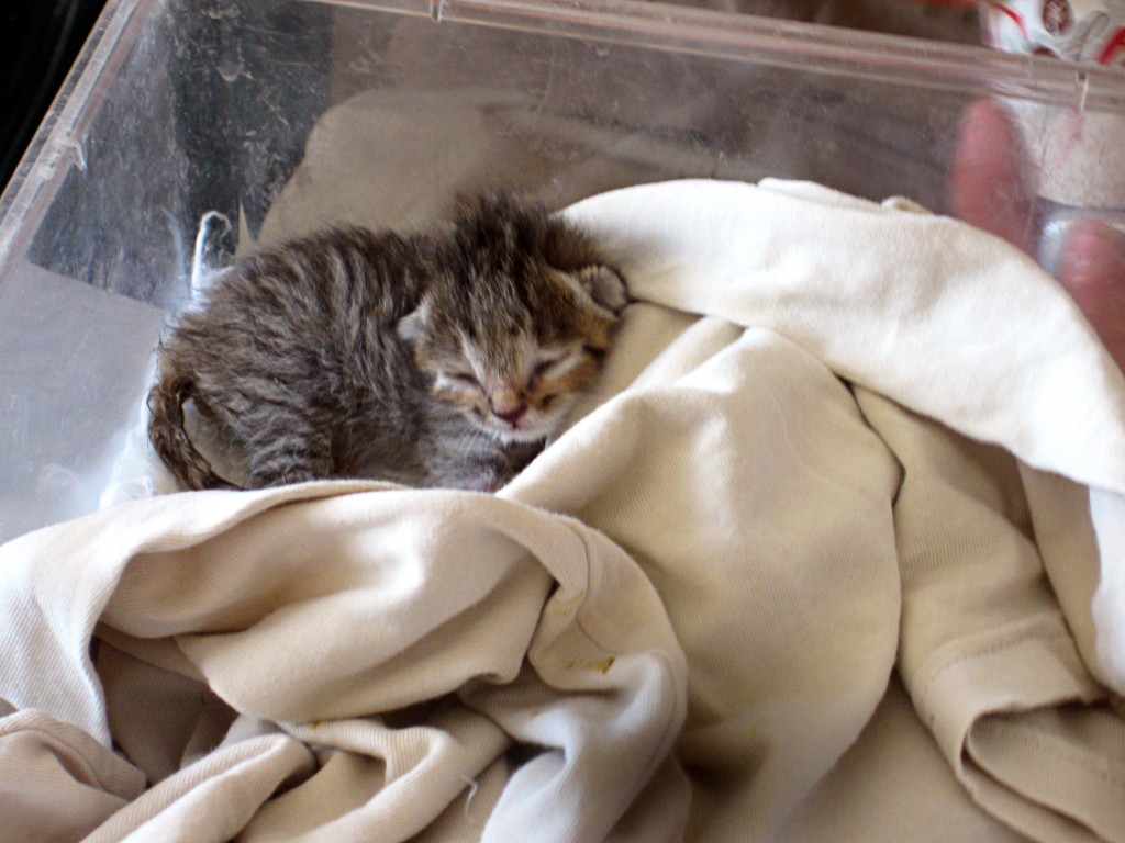 WILDCAT4 copy Wild cat kitten in incubator with blanket