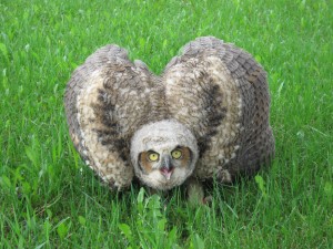 Picture of great horn owl brancher on ground with wings raised