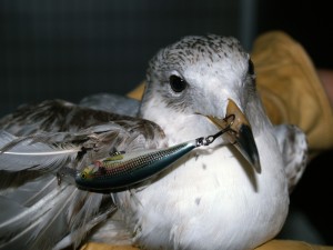 Picture of a ring billed gull
