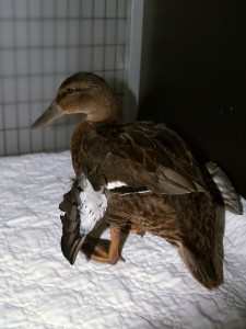 Picture of a mallard duck with angel wing