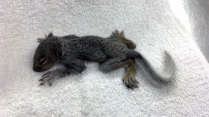 Picture of an emaciated grey squirrel