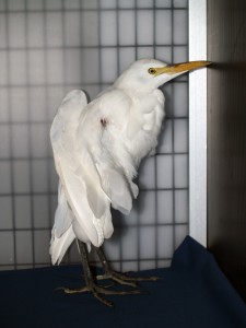 Picture of cattle egret in a cage with wing at odd angle.