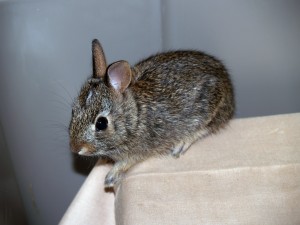 Picture of young cottontail