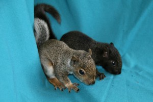 Picture of two grey squirrel juveniles sitting side by side.