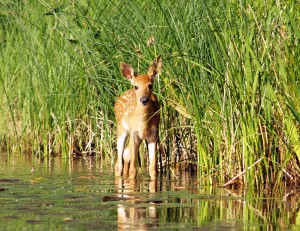 Picture of fawn standing in a pond.
