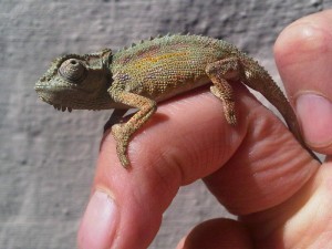 dwarf chameleon perched on single human finger.