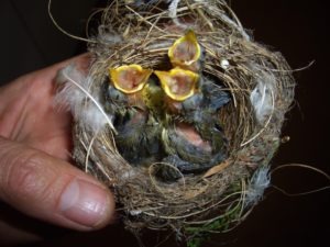 nest of nestling cape white eye birds in nest held in hand.