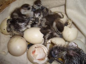 Egyptian gosling hatchlings emerging from eggs.