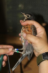 Robin with leg bands being held and examined