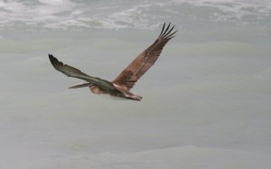 Fly free. Photo credits: Robert Elko