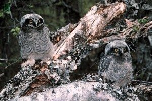 Photo: Osrodek Rehabilitacji Ptakow Chronionych Ptasi Azyl. Fledgling northern hawk owls exploring their world.