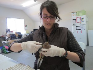 Sue Wylie examining a mourning dove