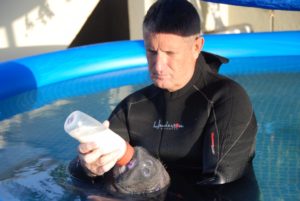 Instructor in wet suit bottle feeding manatee