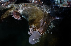 Adult platypus in water. Photo: Healesville Sanctuary