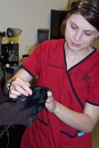 Photo of Renee Schott examining a crow while another person holds it. Photo Credit WRCMN