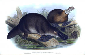 platypus