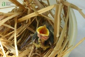 nestling great tit in plastic tub with straw around it