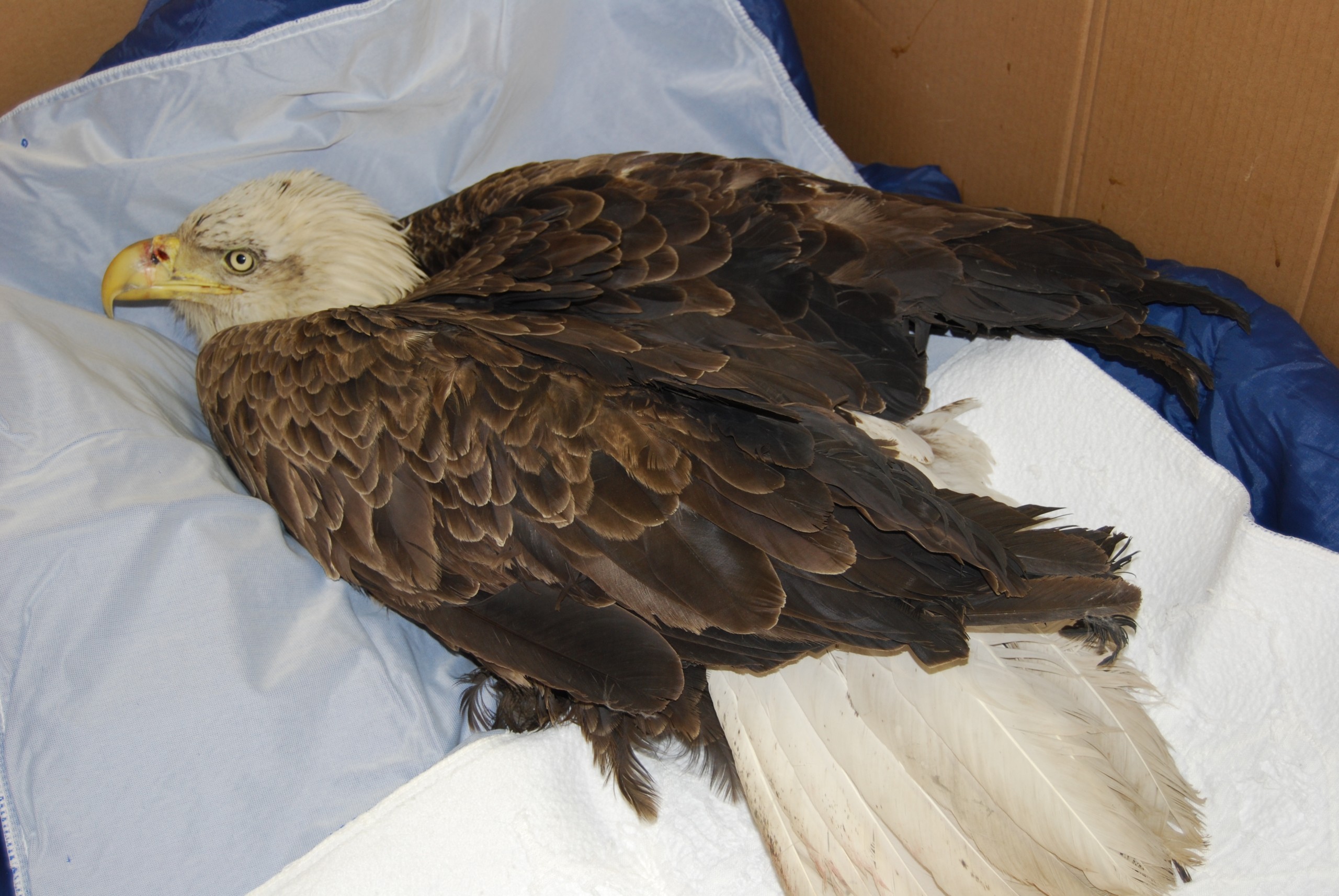 Supine bald eagle