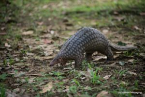 Pangolin walking through leaf litter. Photo Credit Mahdi Hussaimiya