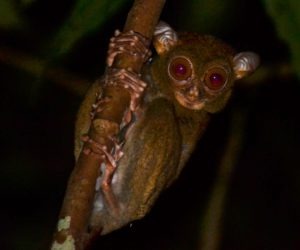 Tarsier. Photo credit Jungle Dave and Hakeem Julaihi