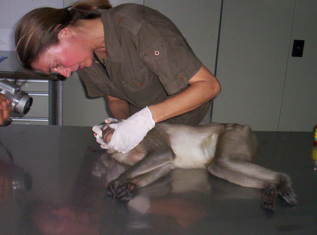 A gloved Uli checks the mouth of a primate that is lying on an examination table.