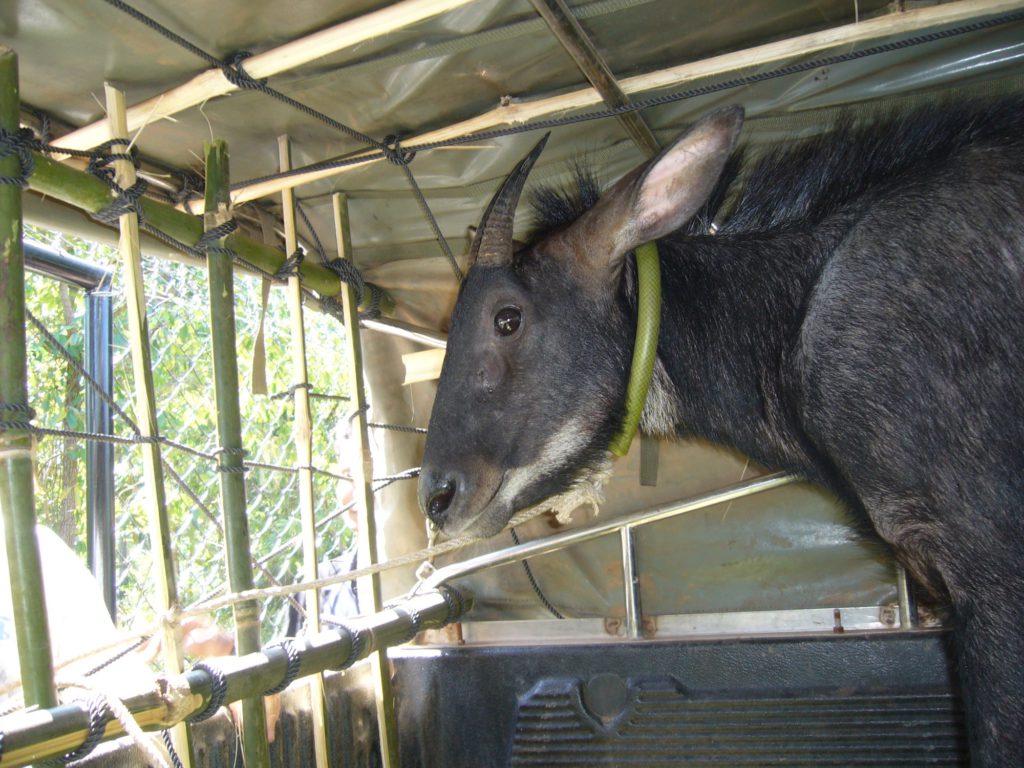 The head and shoulders are shown of a serow being transported in the back of a pickup enclosed in a large bamboo structure.