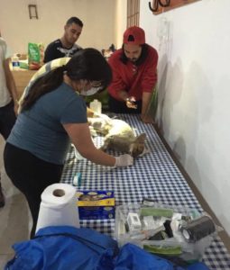 Three people giving aid to a Lycalopex sp while a fourth individual observes.