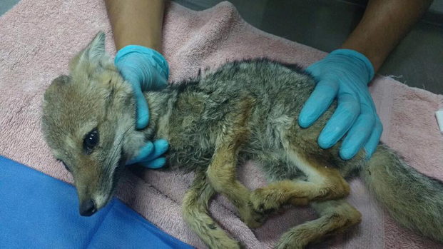 Gloved hands holding a cupeo, a small canid on a towel for an examination.