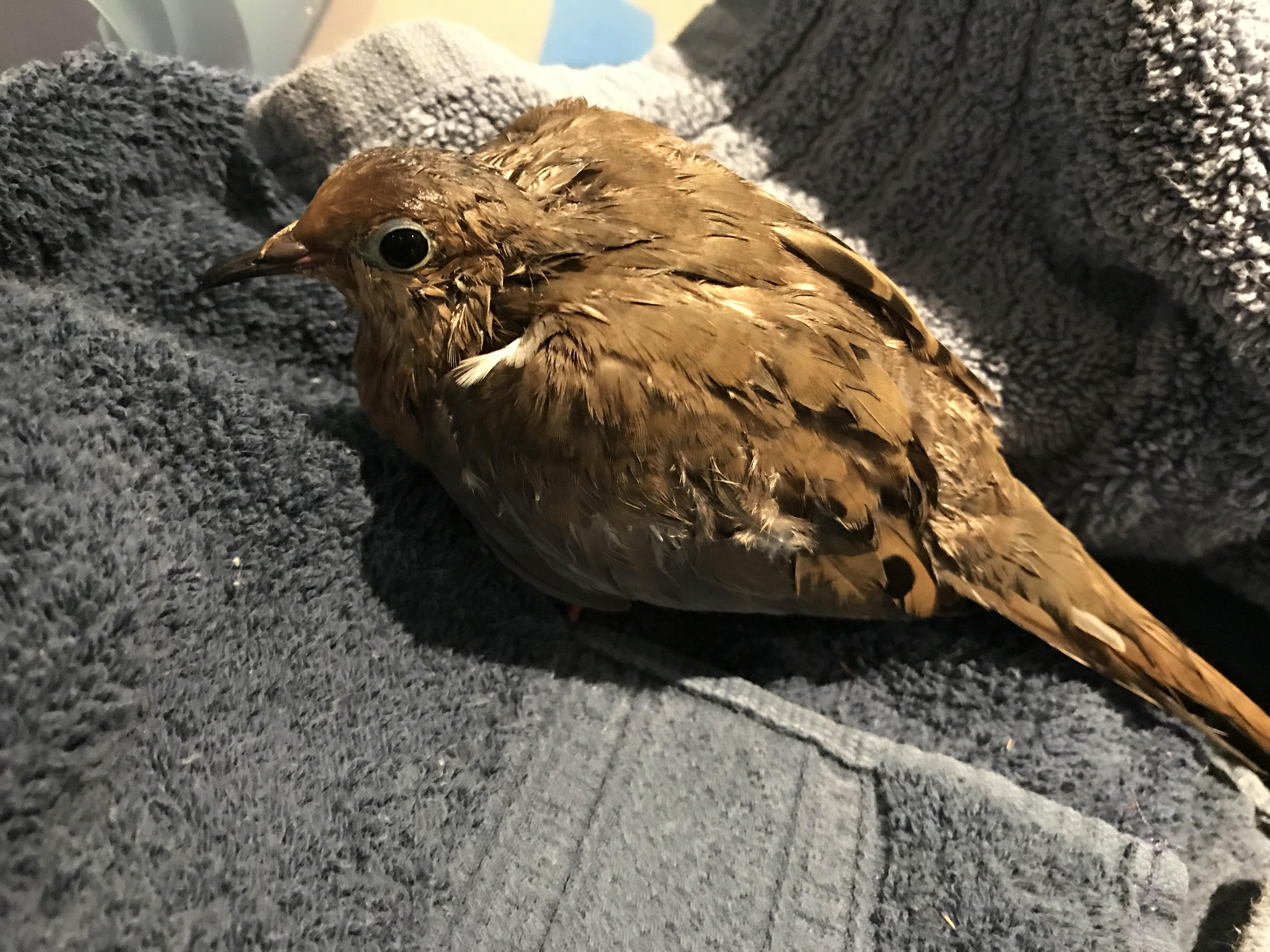 Ruffled looking morning dove sitting on towel