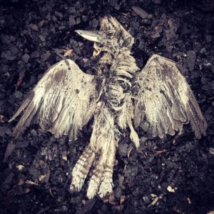 dead kookaburra lying supine on a charcoal covered ground