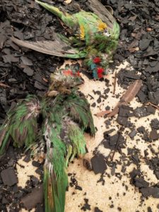 Dead parrots lying on a beach, washed in with the tide.