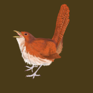 Digital drawing of a rufous scrubbird in profile