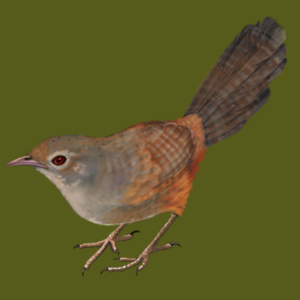 digital drawing of a noisy scrub bird standing on a green background
